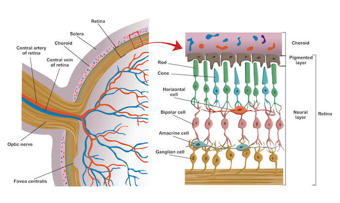 Illustration of the eye and retina